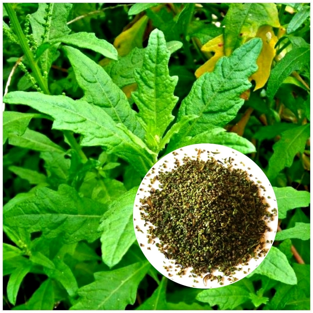 1000+ Epazote Herb Seeds Organically Grown